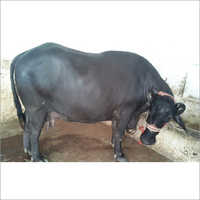 Pure Murrah Buffalo