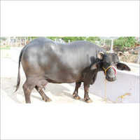 Dairy Murrah Buffalo Supplier Indian Sahiwal Cow Trader In Karnal Haryana