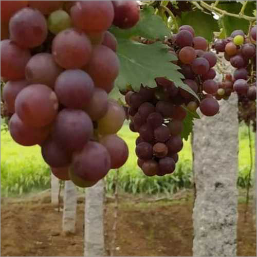 Fresh Grapes