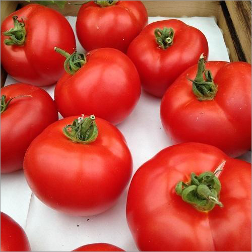 Fresh Tomato