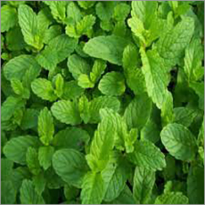 Mint Leaves