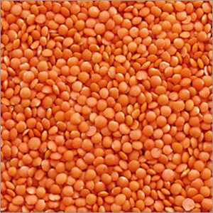 Masoor Dal