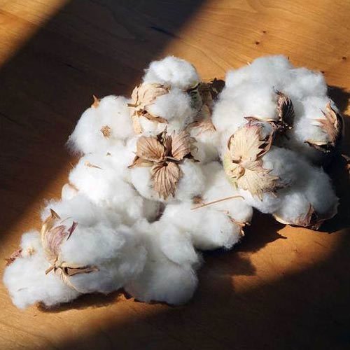 New Raw Cotton 100% Fabric For Sale