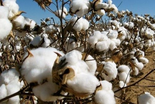 High Quality Raw Cotton