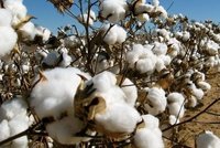 High Quality Raw Cotton