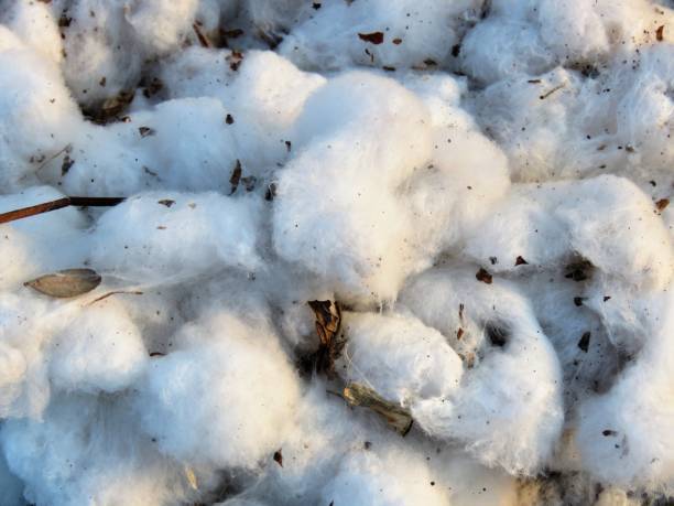 High Quality Raw Cotton