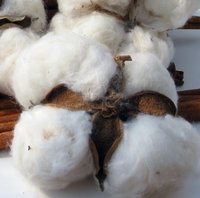 Raw Cotton & Gin Motes