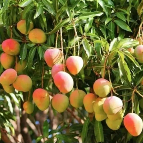 Indian Alphanso Mango