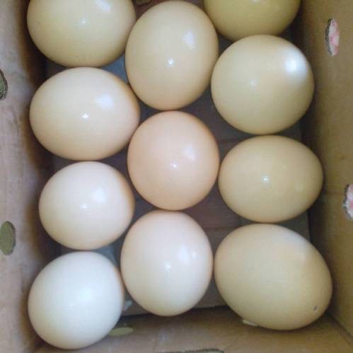 High Quality Fertile Ostrich Eggs Grade: A