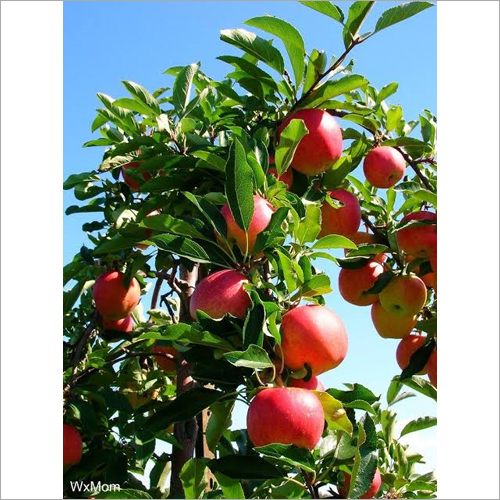 Red Fresh Apple
