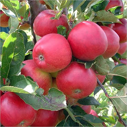 Organic Natural Red Apple