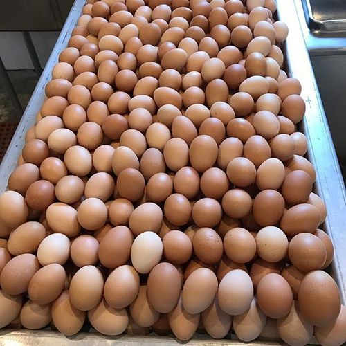 Fresh Chicken Eggs / Brown And White Chicken Eggs