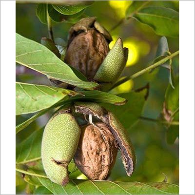 Yellow Natural Walnut