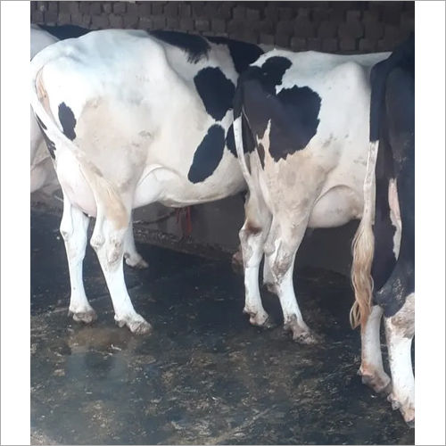 Black And White Indian Hf Cow