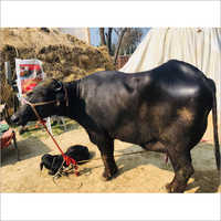 Desi Murrah Buffalo