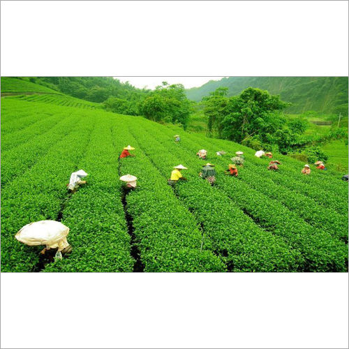 Assam Tea Product