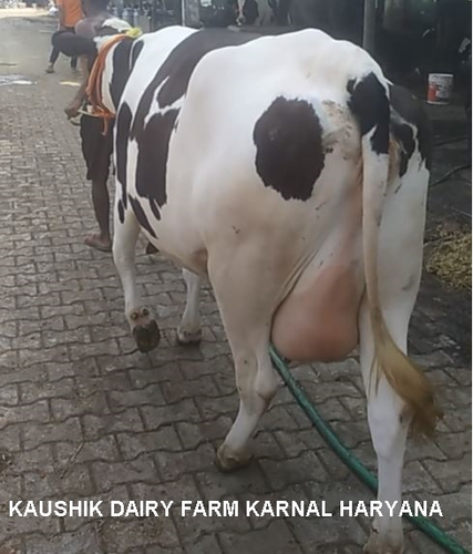 White And Black Hf Cow Supplier