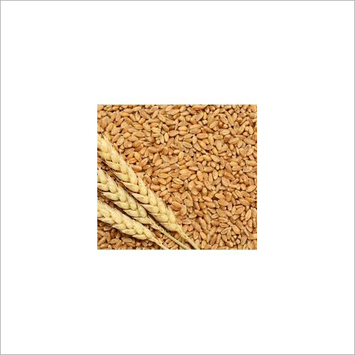 Fresh Wheat Grain At Best Price In Neemuch Madhya Pradesh Peppery India Private Limited