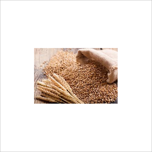 Whole Wheat Grain