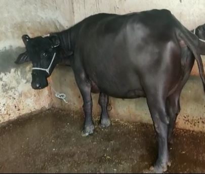 Murrah Black Buffalo Gender: Female
