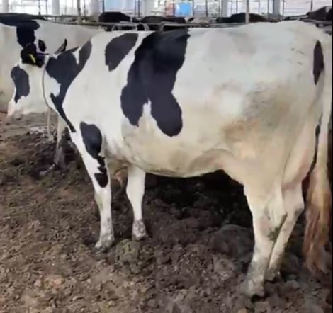 White And Black Hf Cow Supplier