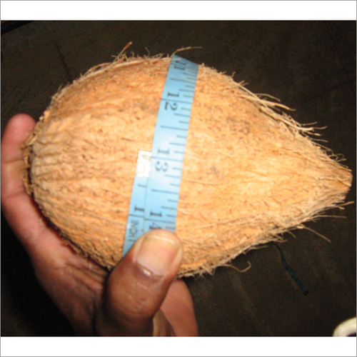 Brown 13 Inch Semi Husked Coconut