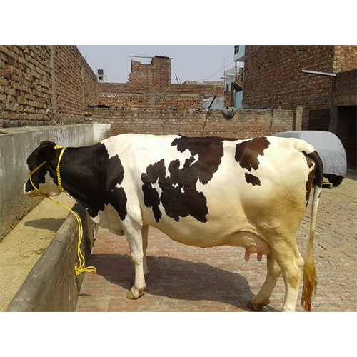 High Milk Capacity HF Cow