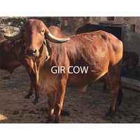 Gir Cow