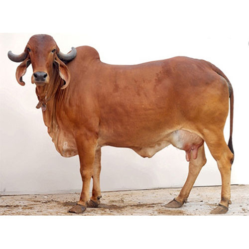 Gir Cattle