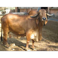 Gir Cow