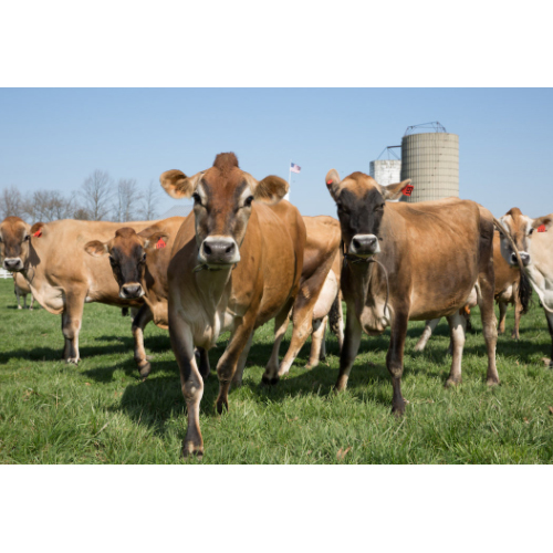 High Milk Capacity Jersey Cattle