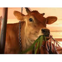 Jersey Cow