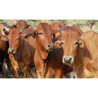 High Milk Capacity Sahiwal Cow