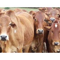 Healthy Sahiwal Cow