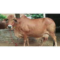 Vaca de Sahiwal