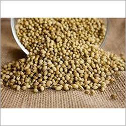 Coriander Seeds