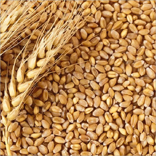 Wheat Seeds