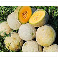 Pure Muskmelon