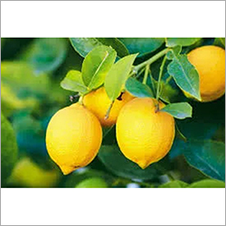 Juicy Lemon By INDRA GLOBAL EXPORT