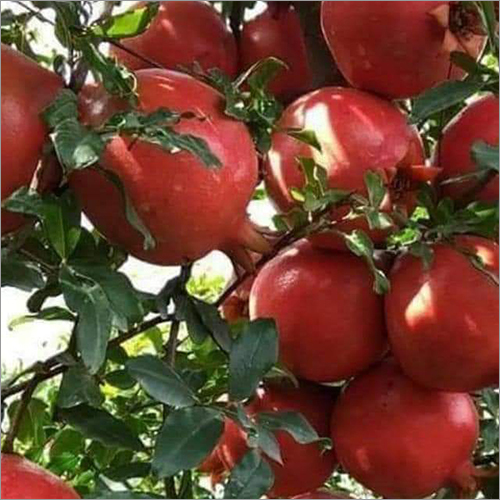 Fresh Pomegranate