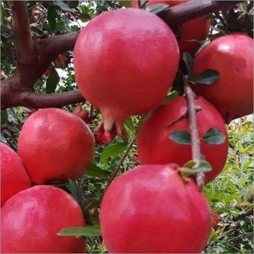 Red Pomegranate