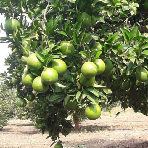 Sweet lime