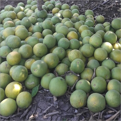 Sweet lemon (Mousambi)