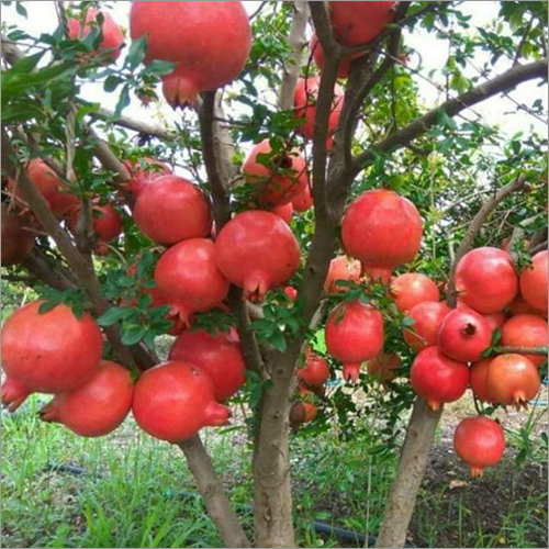 Fresh Red Pomegranate