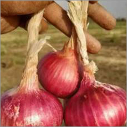 Red Onion