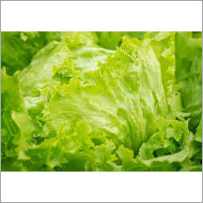 Fresh Lettuce