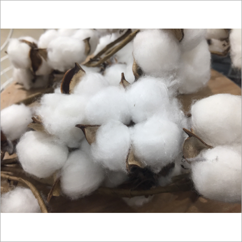 Normal Raw Cotton