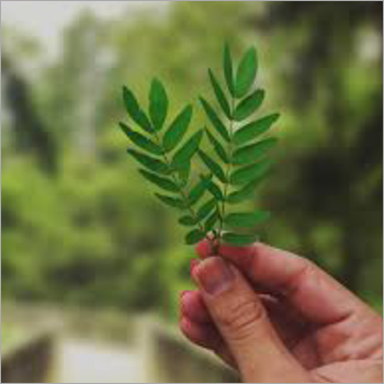 Green Moringa Leaf By SHREE SANT MUKTAI INDUSTRIES PVT. LTD.