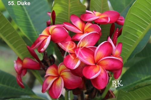 Plumeria Variety Duke - Fresh Flowers, 12-15 Inches Size | Exotic Strong Red and Pink Colors with Small Brilliant Yellow Center