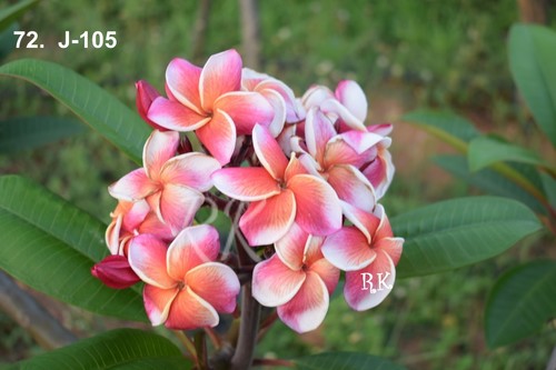 Plumeria Variety J 105